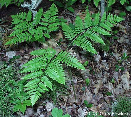 Bracken,چماز،کرف،چماس